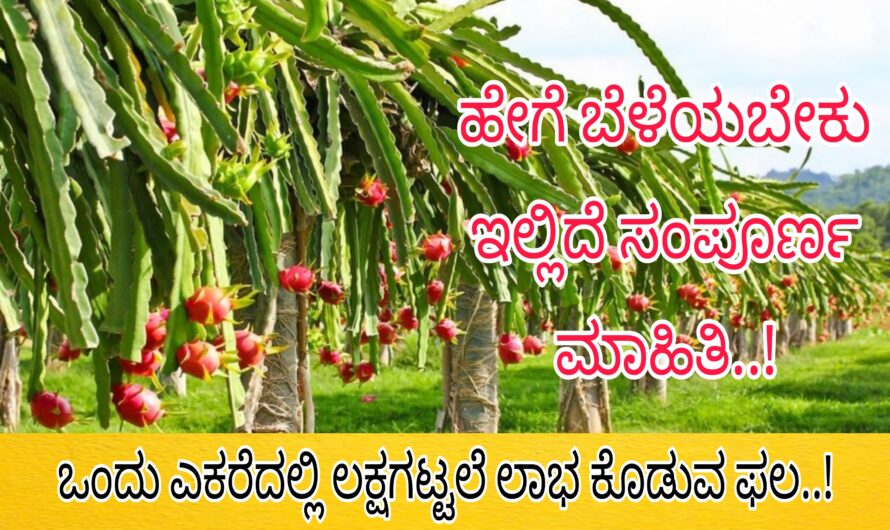 ಬಹುವಾರ್ಷಿಕ ಬೆಳೆಯಾದ ಡ್ರ್ಯಾಗನ್ ಫ್ರೂಟ್ ಅನ್ನು ಬೆಳೆಯಿರಿ.. ಒಂದು ಎಕರೆಗೆ ಲಕ್ಷಗಟ್ಟಲೆ ಲಾಭವನ್ನು ಪಡೆಯಿರಿ..!