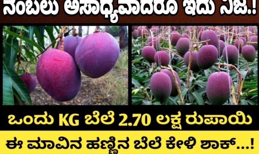 ಈ ಮಾವಿನ ಬೆಲೆ ನಿಮಗೆ ಗೊತ್ತೇ..? ಒಂದು ಕೆಜಿಗೆ ಎರಡು ಲಕ್ಷಕ್ಕಿಂತ ಹೆಚ್ಚಿನ ಮೌಲ್ಯದ ಮಾವಿನ ಹಣ್ಣು ಇದು…! ಯಾವ ತಳಿಯ ಮಾವು ಇದು..? ಇದರ ವೈಶಿಷ್ಟತೆಯನ್ನು ಈಗಲೇ ತಿಳಿದುಕೊಳ್ಳಿ…