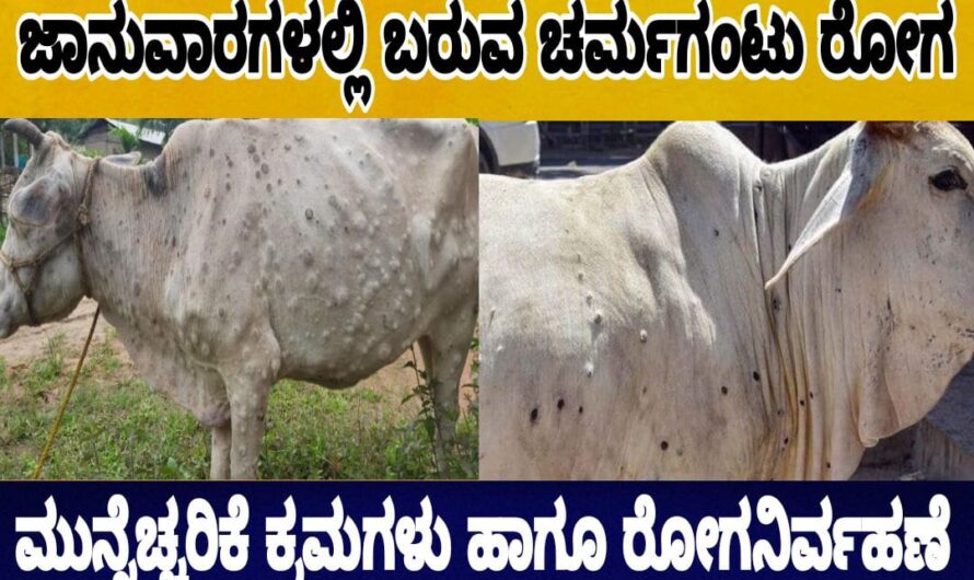 ಜಾನುವಾರಗಳಲ್ಲಿ ಕಂಡು ಬರುವ ಚರ್ಮಗಂಟು ರೋಗ…. ವಹಿಸಬೇಕಾದ ಎಚ್ಚರಿಕೆ ಕ್ರಮಗಳು…. ಈಗಲೇ ತಿಳಿಯಿರಿ…..